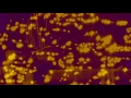 slowdive - morningrise (slowed + reverb)