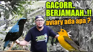 Download 7 BURUNG PALING GACOR DI AVIARY INI, NO. 3 BIKIN SHOCK !!  IMAM NYA GACOR BERJAMAAH MP3