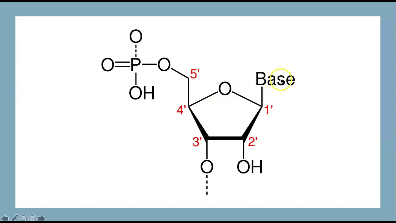 DNA and RNA