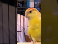 Download Lagu Rump Bird