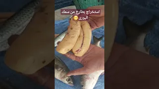 سمك البورى البطارخ دندنها