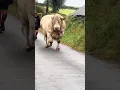 Download Lagu They said walk like a “Man”… He took it literally😄🐂☘️He called “man” 📸TT:Marianmegoran #irish