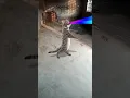 Download Lagu cat 🐈 funny dance | ghar ghar Goli Chali Lakhisarai ke chauk per | #shorts #viral #video #shorts