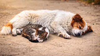 A Cat and Dog Love UNBREAKABLE BOND||daily spark viral