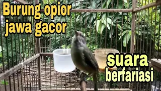 pancingan burung opior jawa alis tipis suara fariasi