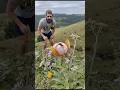 Download Lagu To evade predators Floracoleoptera montana seamlessly blends with native wildflowers