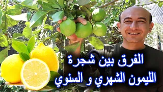 كيف أفرق بين شجرة الليمون الشهري و السنوي دندنها