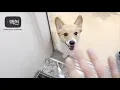 Download Lagu Baekhyun's Vlog (Mong-ryong/큥튜브/corgi tube/my clone)