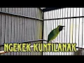 Download Lagu Cucak Ijo Bongkar Isian Kuntilanak