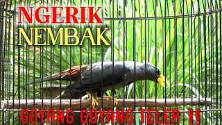 jalak rio rio teler nembak ngerik ngerik pancingan dan masteran rio bahan 