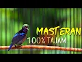 Download Lagu PANCINGAN FULL TEMBAKAN PEDAS KOLIBRI NINJA GACOR 100% TAJAM BUAT MASTERAN