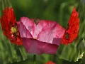 Nature s Canvas Exploring the Beauty of Corn Poppy Dahlia and More