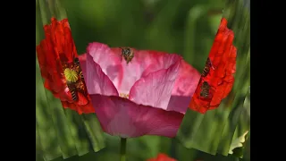 Nature s Canvas Exploring the Beauty of Corn Poppy Dahlia and More