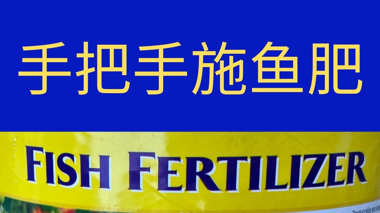 【施肥追肥】手把手施鱼肥（最好的肥料之一）｜ How To Apply Fish Fertilizer Step By Step ｜片尾公制换算有错❌，请按英制，详见置顶和视频简介及字幕