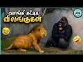 Download Lagu வம்பிழுத்து அடிவாங்கிய விலங்குகள் | Dumb Animal Fights | The Magnet Facts