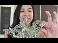 Lowes Plant Haul Dusty Miller Plant Lavender Plant Plant With Me