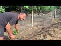 Download Lagu LAHAN SUDAH BERSIH, SAATNYA KITA NANAM CABE