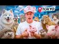 I Visited Every Pet Cafe in TOKYO Japan