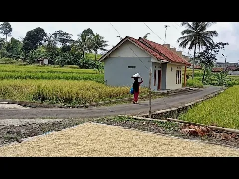 Download MP3 Tak Di sangka😍ada kampung super indah di lereng Gunung sawal, bikin rindu bikin damai