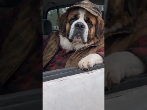 Ain't No State Property. #shorts #bigdogenergy #saintbernard #funnydogs