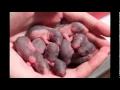 Rat Images and Stock Photos Cartoon Rat cute rat pictures Images Stock Pictures