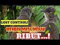 AMPUH! suara merbah mata merah ribut MASTERNYA burung merbah NYAUT cocok utk pikat merbah mata merah