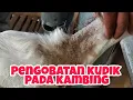 Download Lagu CARA MENGOBATI GUDIK,KUDIS,KURAP PADA KAMBING