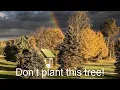 BEST and WORST evergreen trees to plant