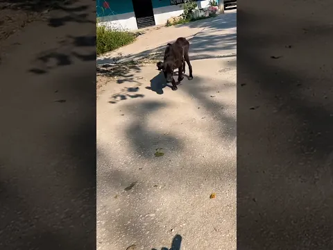 Rescatamos a un perrito de la calle ❤️#Mascotas #perros