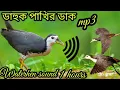 Download Lagu ডাক পাখির ডাক 2023/ dahuk pakir dak/suara ruak ruak/whitebrested waterhen sound/