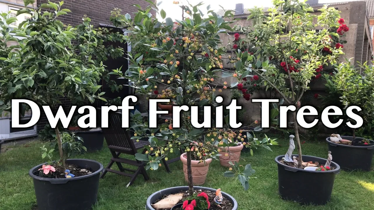 In this episode, John will give you a tour of the Pine Island Tropical Fruit Market as well as the F. 
