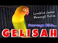 Download Lagu Suara Pancingan Lovebird Jantan Memanggil Betina MEMICU Lb Jantan Birahi \u0026 Lb Betina Birahi