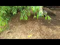 Blue egger Phoenix game fowl 7