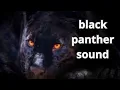 Lagu black panther sound, black panther roar
