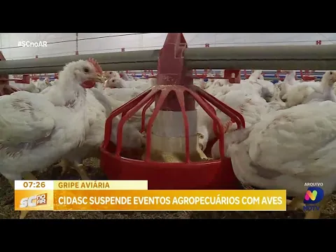 Cidasc suspende eventos agropecuários com aves devido à influenza aviária