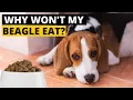 7 Reasons Why your Beagle Refuses to Eat Food