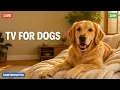 24 Hours Dog TV Live Calming Music for Dogs Home Alone Uninterrupted Viewing