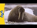 Download Lagu Meet the Animals | Walrus | Wild Animals | Stories for Kindergarten