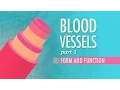 Blood Vessels Part 1 - Form and Function Crash Course Anatomy Physiology