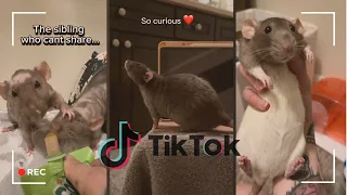 Cuttest rats you ve ever seen TikTok Compilation pt 2