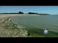 UT researchers discuss how algal blooms impact liver functions