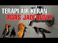 Download Lagu SUARA AIR KRAN AMPUH UNTUK TERAPI BURUNG ANIS MERAH ANIS KEMBANG MACET KEMBALI BUNYI