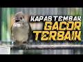 Lagu MASTERAN KAPAS TEMBAK  TERBAIK! KASAR KASARAN FULL DONG! COCOK UNTUK KACER, MURAI BATU, CUCAK IJO