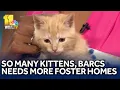 BARCS has so many kittens coming in but not enough foster homes