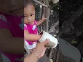Download Lagu baby loftgirl na magkulit ! #kalapatids #pigeon #highlight #likesharesubscribe #fypシ゚viral