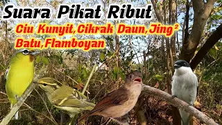 ciu kunyit cikrak daun jingjing batu flamboyan ribut pikat