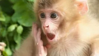 صوت القرد                 دندنها