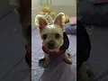 Download Lagu yorkshire terrier doogie