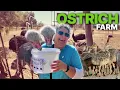 Download Lagu OSTRICH BILLIONAIRES?! 🤯 Trading the Coast for Klein Karoo's BEST Milkshakes!- Van Life South Africa