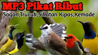 Hasil Pasti Bagus Lur‼️,Suara Ribut Burung,Trucukan,Kemade,Sikatan Kipas,Untuk Pikat